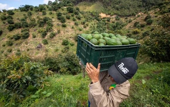 Más de 811 millones de personas se encuentran en inseguridad alimentaria en todo el planeta. Foto: Edwin Bustamante
