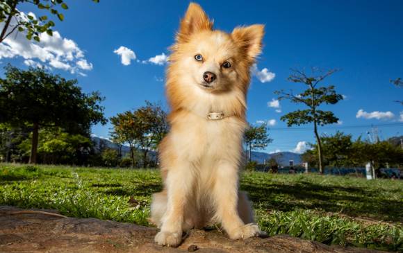 El Ministerio de Salud reporta que hay más de 260.000 perros y gatos en la ciudad, de los cuales menos de la mitad son vacunados anualmente. Foto: Edwin Bustamante