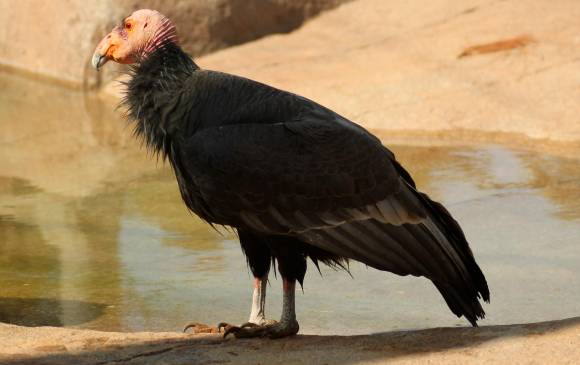 El cóndor de California es primo de la especie colombiana, que es de los Andes. Habita al sur de los Estados Unidos, entre California y Arizona. Foto: Snowmanradio.