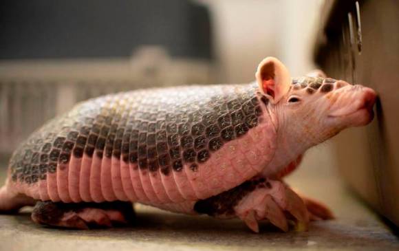 El armadillo coletrapo es de los más pequeños de su especie y está en buena condición de salud. FOTO CORTESÍA