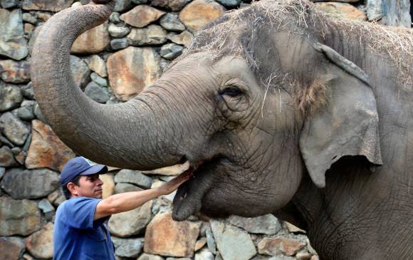 Vivió en el antiguo zoológico de Santa Fe durante 31 años. <b>Foto: Edwin Bustamante</b>