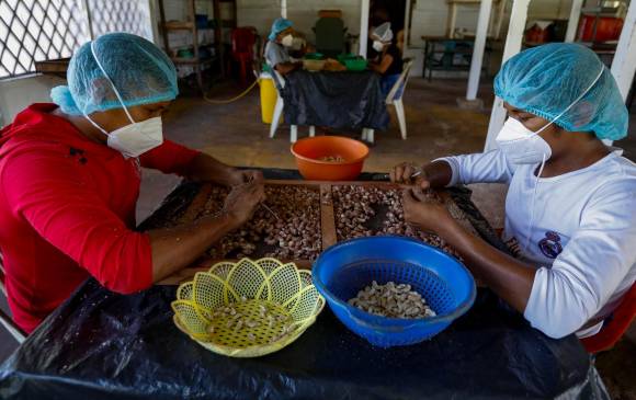 Se vende desde la almendra y se hacen productos procesados con el pseudofruto. Foto : Manuel Saldarriaga Quintero.