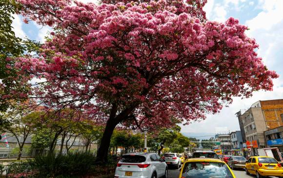 Las flores de los guayacanes, sin importar su color, se caracterizan por conservar una forma similar a la de una campana. FOTOS Manuel Saldarriaga