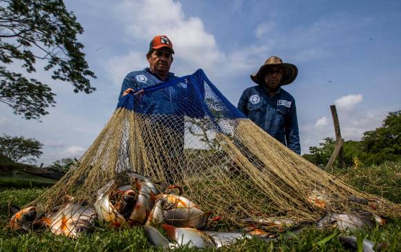 José Carmelo Pérez, apoyo para la pesca de cachamas y bocachico en Titan Fish, en Las Malvinas, zona rural de Caucasia. FOTO julio césar herrera