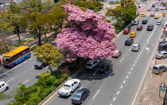 El guayacán rosado que se roba el show en San Juan 