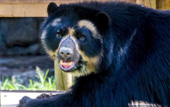 En Colombia, el oso andino es una de las tres especies sombrilla de los andes tropicales, junto con el puma y el águila crestada. FOTO Juan Antonio Sánchez 