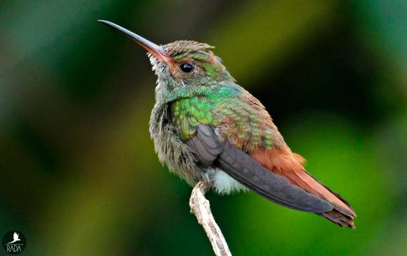 Qué hacer para que lo visiten colibríes en su balcón? Qué hacer para que lo visiten colibríes en su balcón?