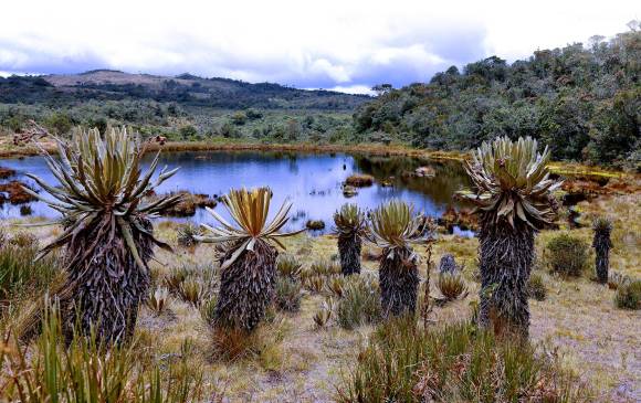 El turismo en los páramos debe ser guiado y responsable, no masivo, para proteger los colchones de agua y no contaminar las fuentes hídricas. Foto: Archivo EL COLOMBIANO