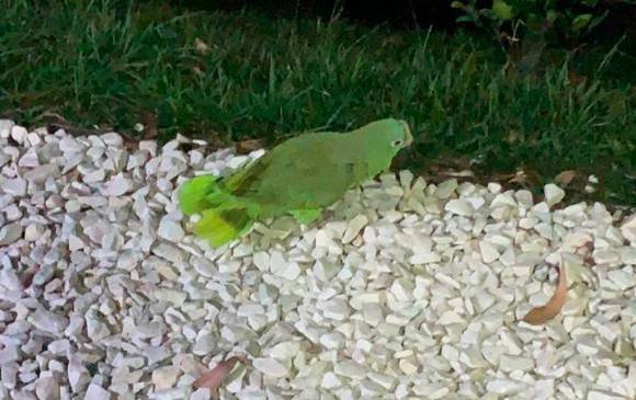 Alias “Naranjo”, había entrenado a un par de loros para avisar sobre la presencia de extraños en su finca. FOTO CORTESÍA POLICÍA