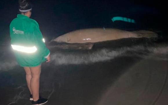 Este fue el manatí encontrado sin vida en una playa de la vereda Cirilo, en Turbo. FOTO: CORTESÍA DE LA ARMADA.