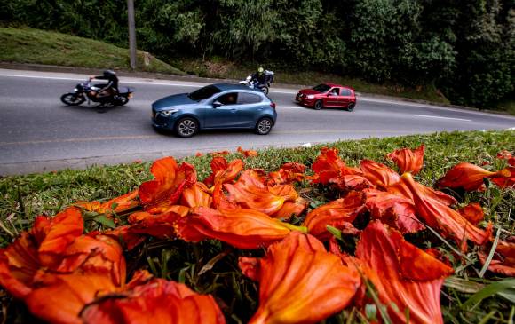 Su nombre científico es Erythrina poeppigiana y forman un colorido tapete con sus flores. Foto: Jaime Pérez