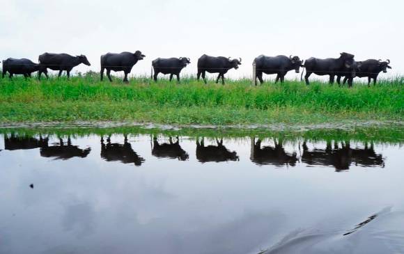 Se busca darle una solución de fondo al problema de inundaciones. FOTO: COLPRENSA