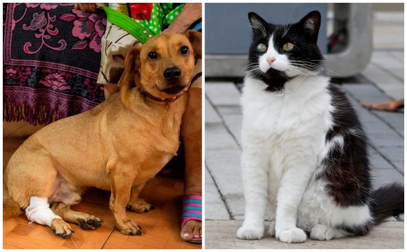 Consejos para cuidar a un perro o un gato maltratados Consejos para cuidar a un perro o un gato maltratados