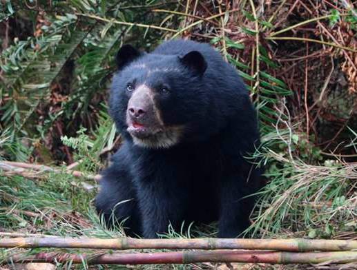 En Colombia hay 8.000 ejemplares de oso de anteojos. Imagen de referencia. FOTO COLPRENSA 