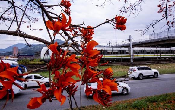 Este árbol alcanza en promedio una extensión que va entre los 10 y 30 metros de alto. Foto: Jaime Pérez