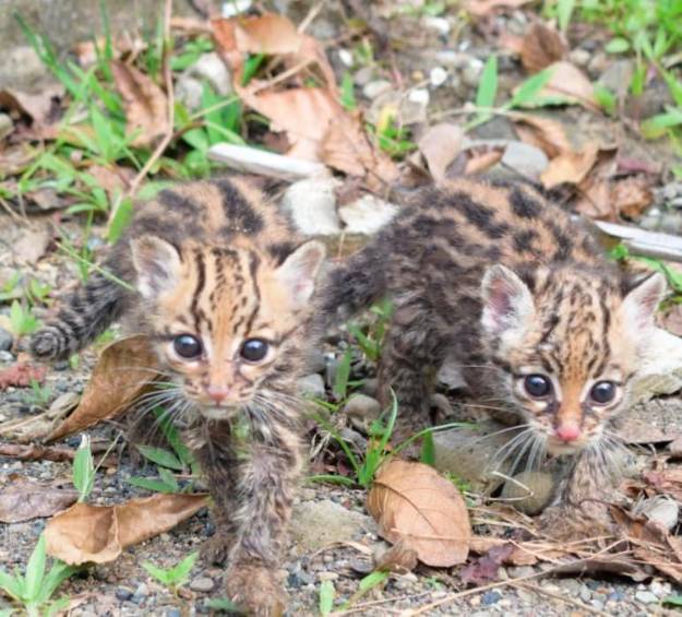 La autoridad ambiental pretende liberarlos en su hábitat natural. FOTO CORTESÍA 