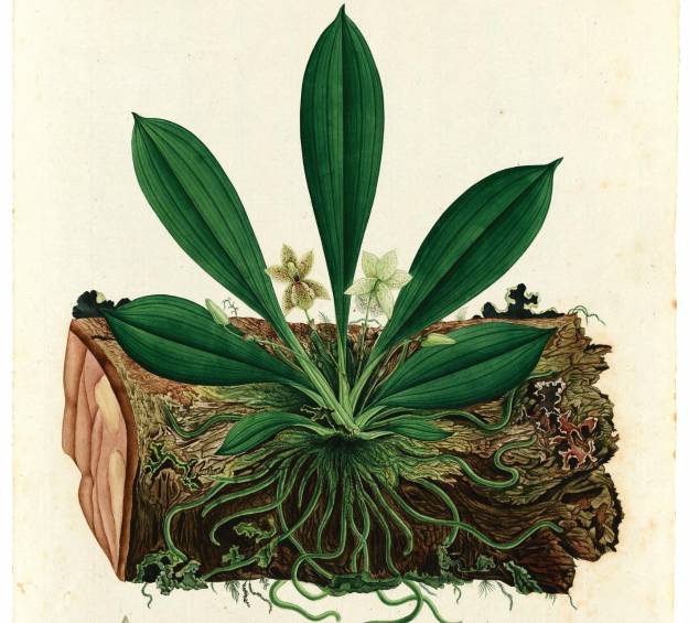 Kefersteinia graminea