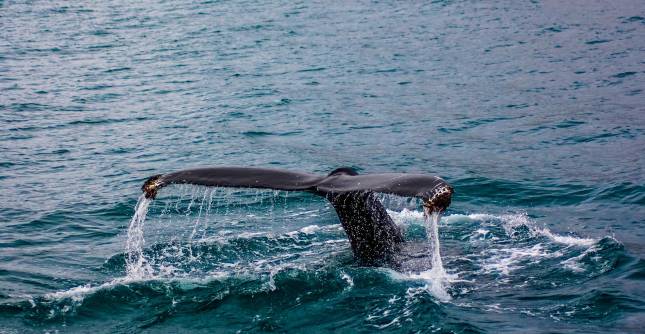 Imagen de referencia de una ballena jorobada. FOTO Freepik