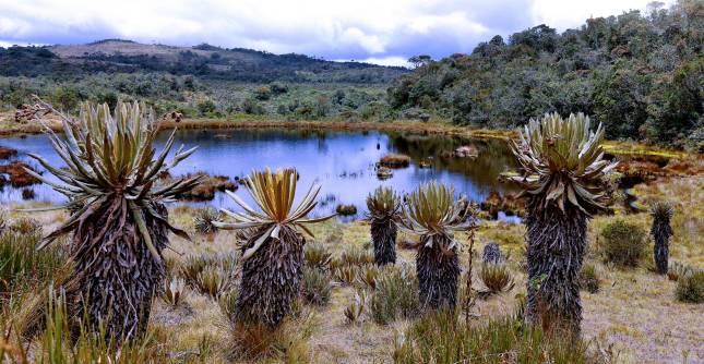 El turismo en los páramos debe ser guiado y responsable, no masivo, para proteger los colchones de agua y no contaminar las fuentes hídricas. Foto: Archivo EL COLOMBIANO
