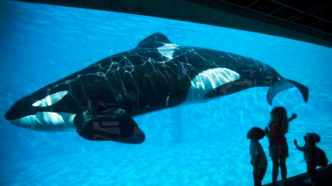 Kiska en MarineLand. Foto: Change.org
