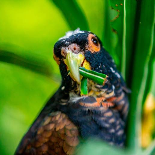 Aves silvestres víctimas del trafico ilegal. Foto: Camilo Suárez Echeverry
