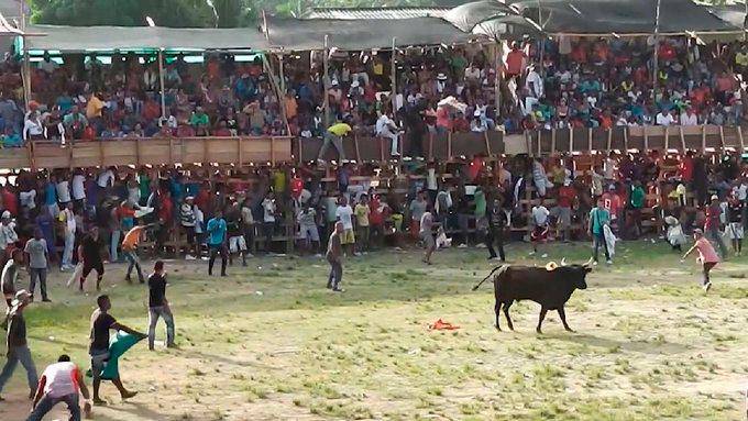 Las corralejas en Caucasia incumplieron plenamente con las normativas contra el maltrato animal. FOTO: CORTESÍA