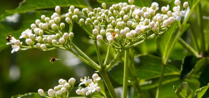 El saúco, que se encuentra en los corregimientos de Medellín, es una de las plantas que más han usado las comunidades indígenas en medio de su plan de protección contra la pandemia. FOTO edwin bustamante