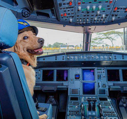 El golden retriever fue anunciado como mascota de Viva Air en 2022. FOTO Twitter