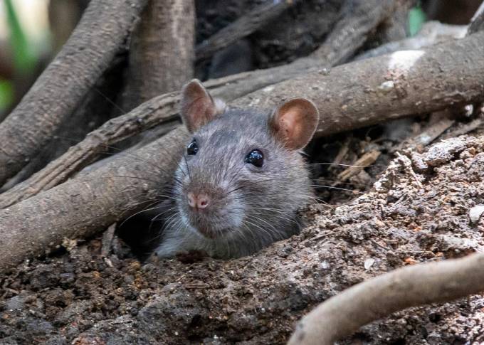 Los huecos de las madrigueras se ven por todos lados y permiten la entrada de los roedores Foto: Edwin Bustamante