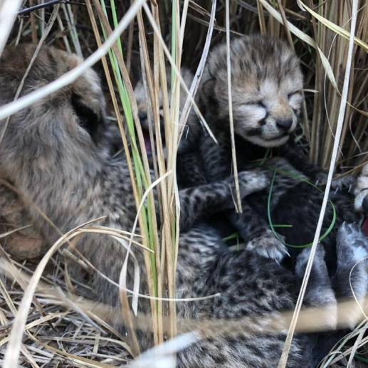 El proyecto plantea la reintroducción durante los próximos cinco años 50 ejemplares de guepardo. FOTO: Twitter