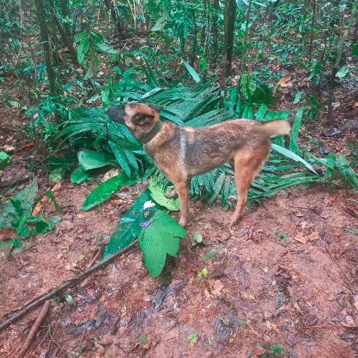 Ulises encontró el refugio improvisado que construyeron los niños para pasar la noche en la selva. FOTO: Cortesía.