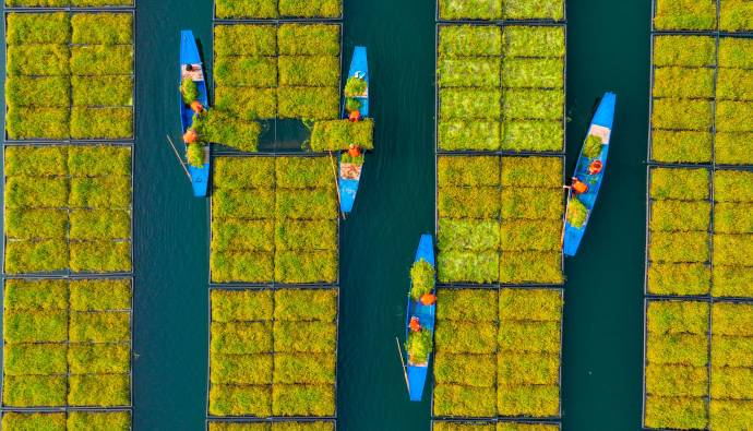 Montados en barcas los agricultores recogen las cosechas. Foto: Getty
