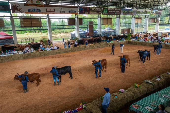 Para esta edición se inscribieron 54 bovinos angus y 70 brangus. Foto Carlos Velásquez