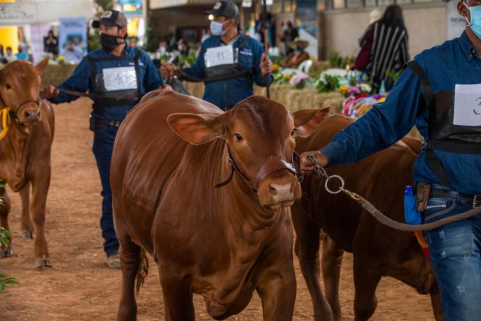 Se realizó en la sede Asdesilla en Llanogrande, en la vereda El Tablacito, sector La Gallera. Foto Carlos Velásquez