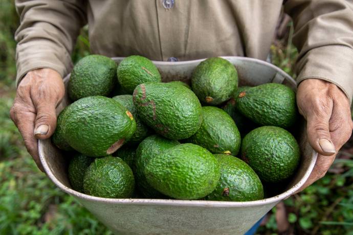 Según Minagricultura, hay 2.200 predios que tienen registro exportador del ICA, lo que abarca 17.300 hectáreas sembradas. Foto: Edwin Bustamante