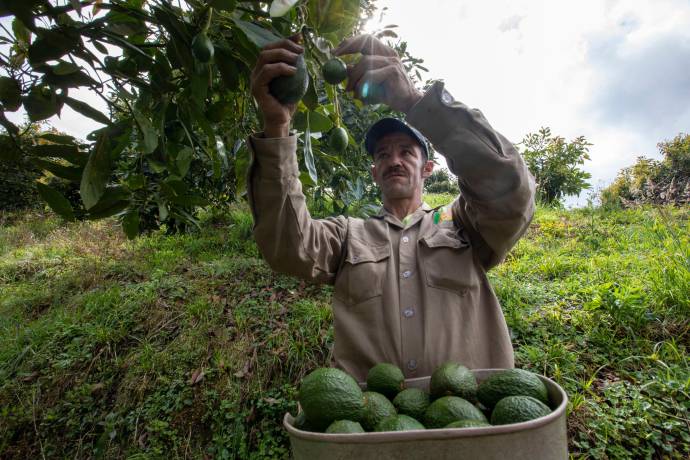 En el país se estima que hay 4.000 productores de aguacate hass, como este que opera en La Ceja. Foto: Edwin Bustamante