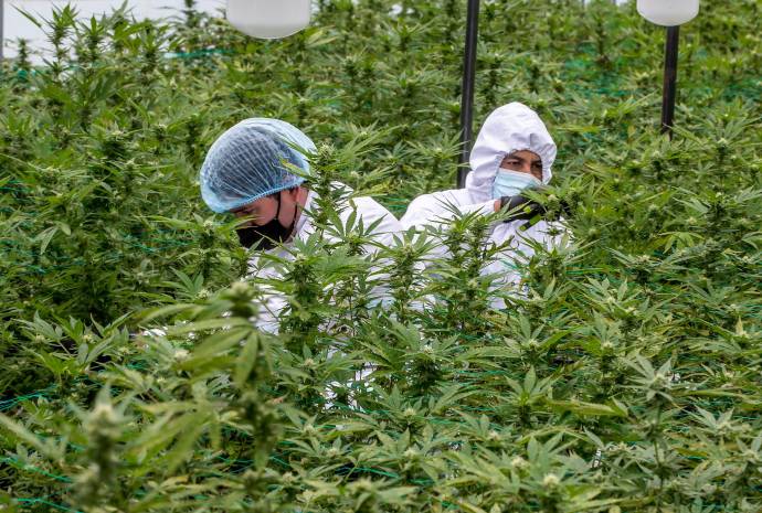 Con la regulación 539 de 2022, las empresas colombianas podrán exportar la flor seca del cannabis con fines comerciales, no solo científicos Foto: Juan Antonio Sánchez