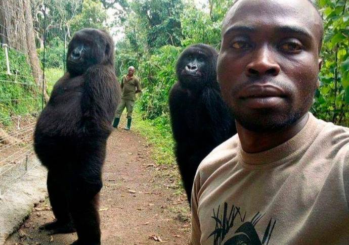 Esta fue la selfie que le dio la vuelta al mundo, en la que se ve a la gorila posando con su cuidador. Foto: ONG Virunga