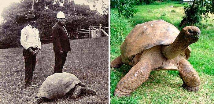 Jonathan podría tener incluso 200 años. El dato no es preciso. FOTO TOMADA DE REDES SOCIALES.