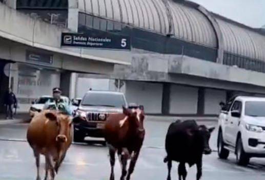 Momento en el que tres vacas se pasean por los alrededores del aeropuerto de Rionegro. FOTO Captura de video 