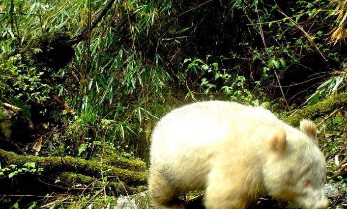 Primeras imágenes de buena calidad de un panda albino. FOTO Captura de pantalla 