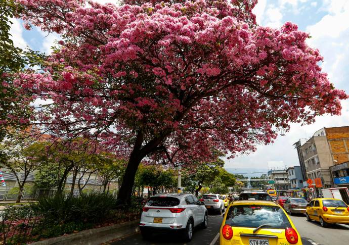 Según los expertos el guayacán podría tener entre 25 y 30 años de edad. Foto: Manuel Saldarriaga Quintero.