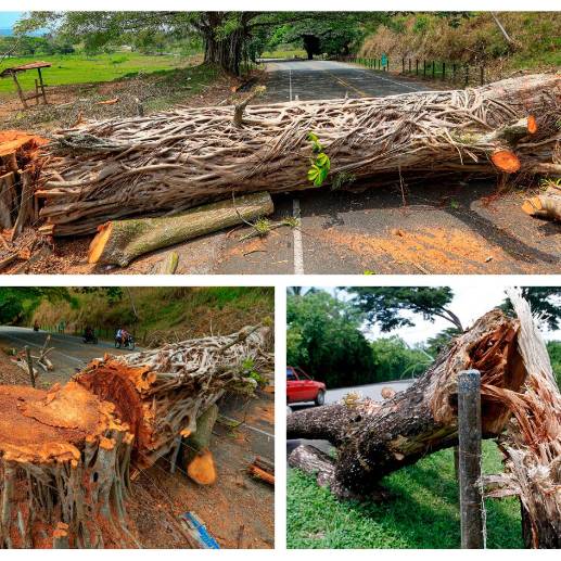 Según el gobernador de Antioquia, en el marco del paro han tumbado más de 20 árboles. FOTOS Manuel Saldarriaga