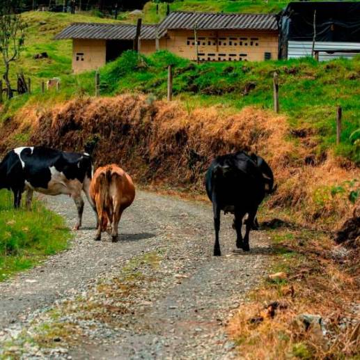 En La Meneses viven como si estuvieran en la vereda más distante del departamento y no en jurisdicción de Bello. FOTO: EL COLOMBIANO