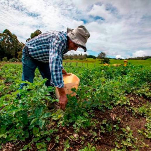 Cada 2 de junio se celebra el Día Nacional del Campesino en Colombia. Foto: El Colombiano/Archivo. 