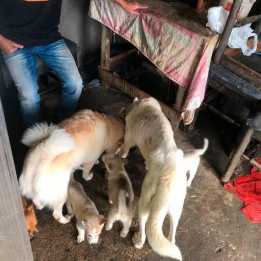 Los perros tenían problemas en la piel, desnutrición y afectacones en los ojos y dientes. <b>FOTO DE REFERENCIA Cortesía</b>