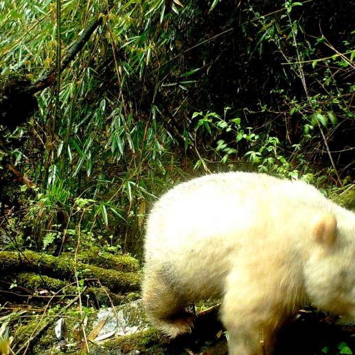 Primeras imágenes de buena calidad de un panda albino. FOTO Captura de pantalla 