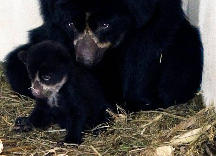 El osezno, de dos meses y medio, es el cuarto individuo de esta especie que está en el Parque de la Conservación de Medellín. FOTO Cortesía