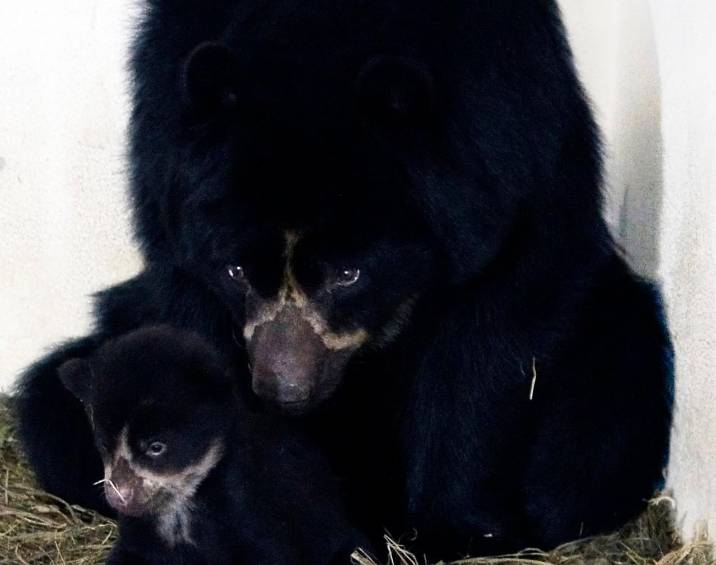 El osezno, de dos meses y medio, es el cuarto individuo de esta especie que está en el Parque de la Conservación de Medellín. FOTO Cortesía