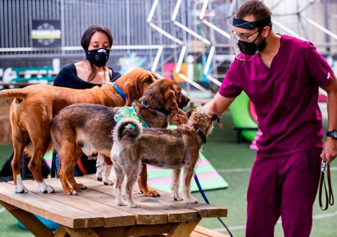 Este tipo de intervenciones con animales ayuda a distintos entornos, como el acompañamiento a adultos mayores, adolescentes y a todo tipo de personas diagnosticadas con depresión y ansiedad. Fotos: Manuel Saldarriaga